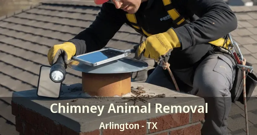 Chimney Animal Removal Arlington - TX